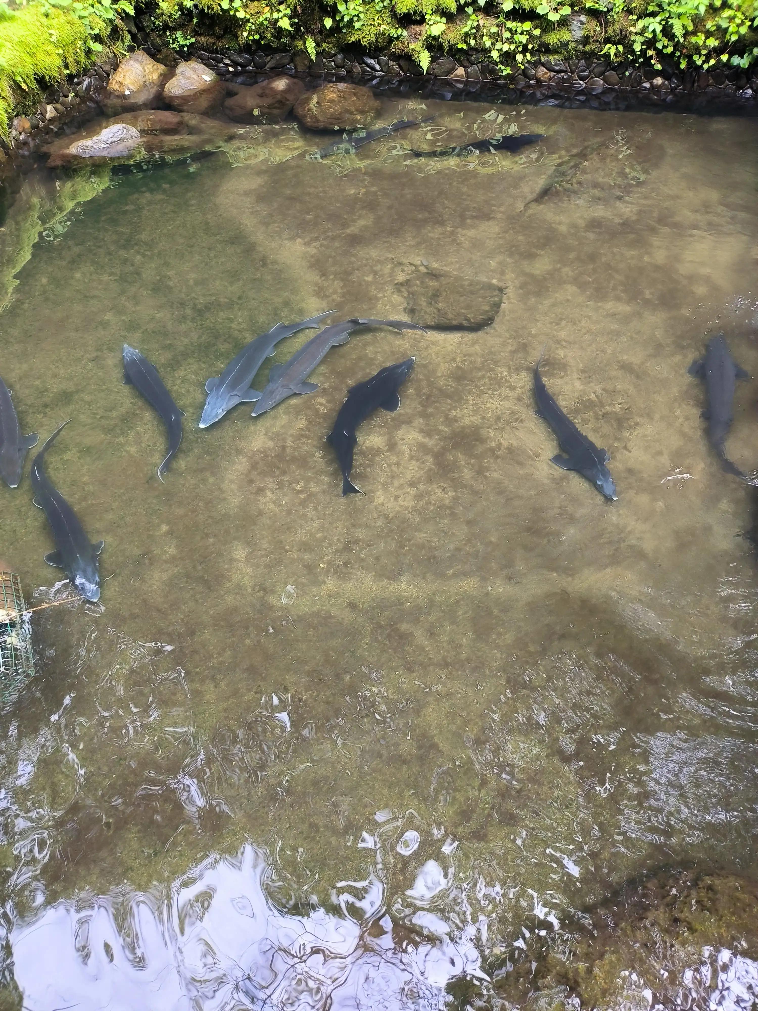 武汉到神农架高铁开通了吗,武汉到神农架汽车多长时间