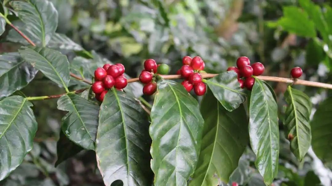 阿拉比卡豆咖啡四大产区,咖啡品种阿拉比卡