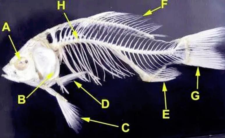 海鱼比淡水鱼好在哪里,为什么海鱼比淡水鱼好吃