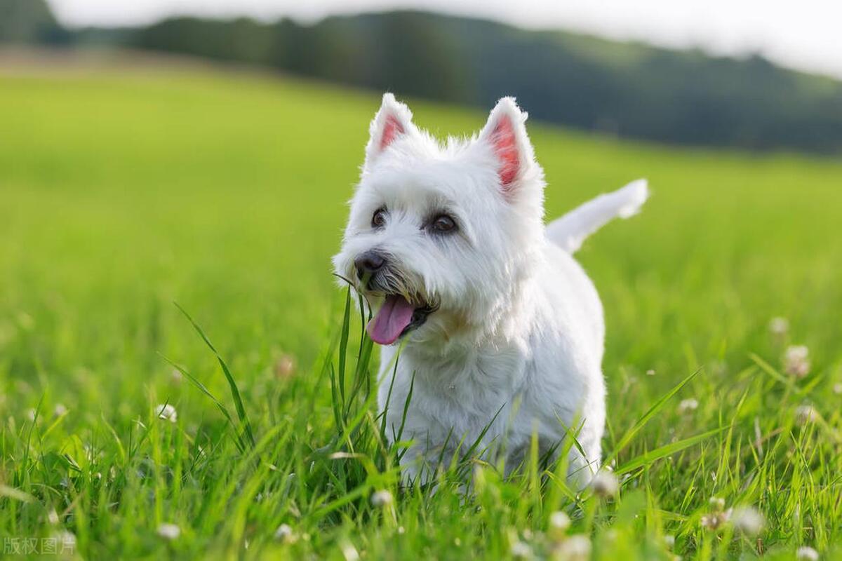 什么狗最好养又听话小型犬粘人,什么狗最好养不易生病小型犬呢