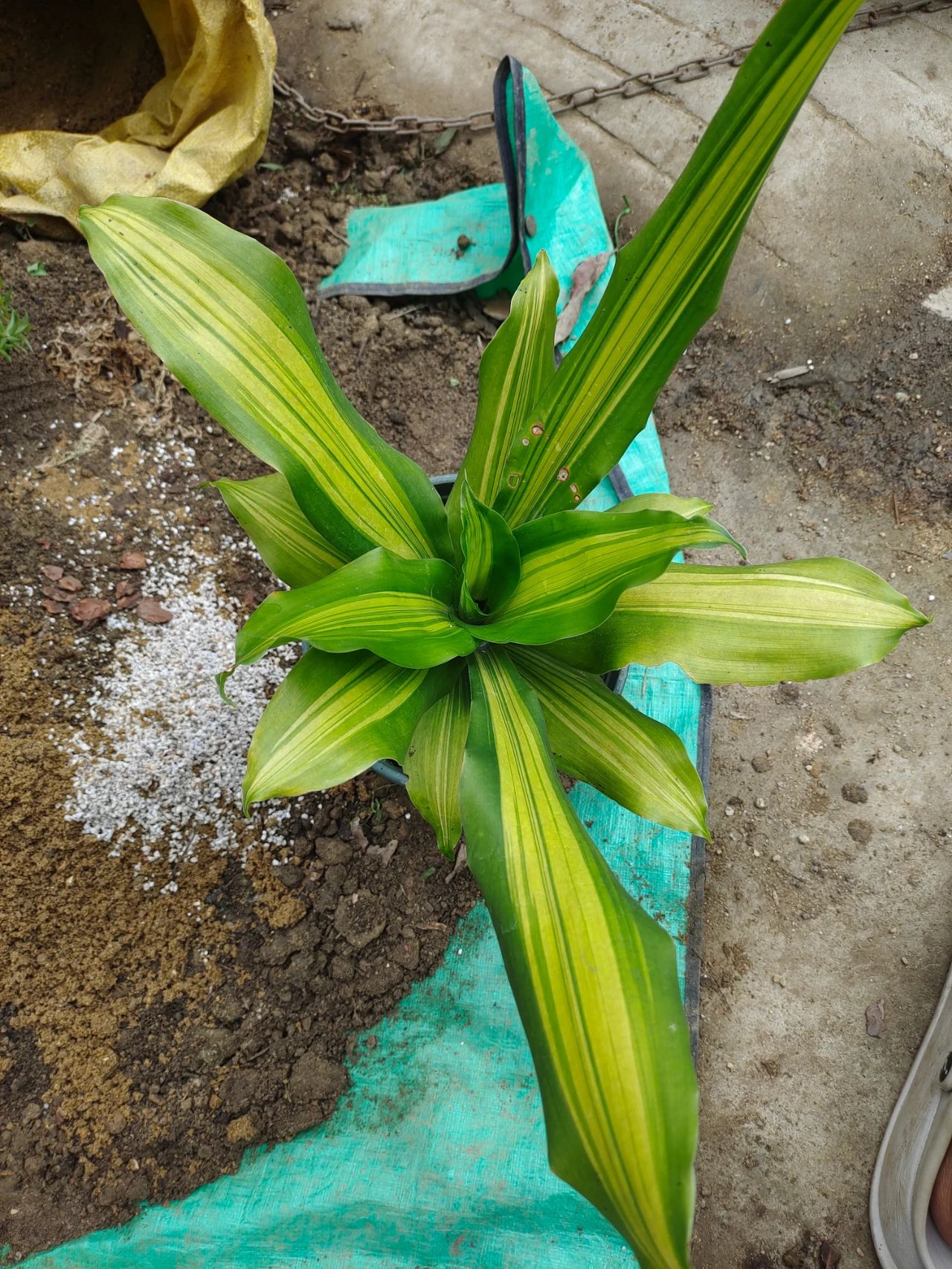 植物施肥的方法和注意事项,花卉施肥什么肥最好