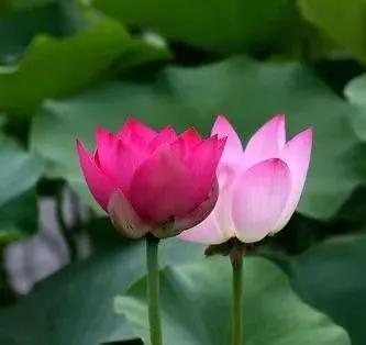 荷花散文朱自清,荷花散文朗读视频