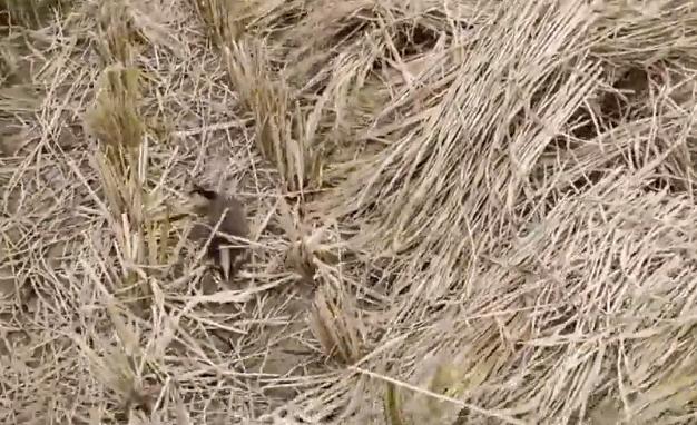 深圳出现“小灵猫”，全身灰黑色斑纹像老鼠，最爱钻进古墓去住？