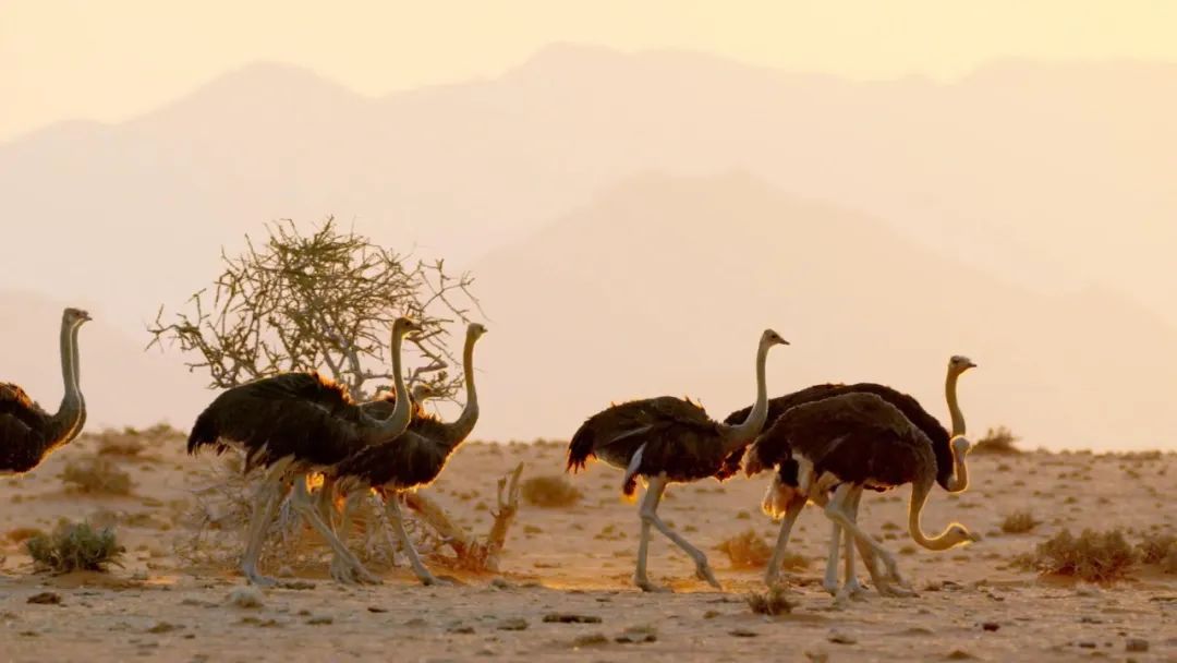 原来它们也有“性丑闻”,这片看完让我大开眼界