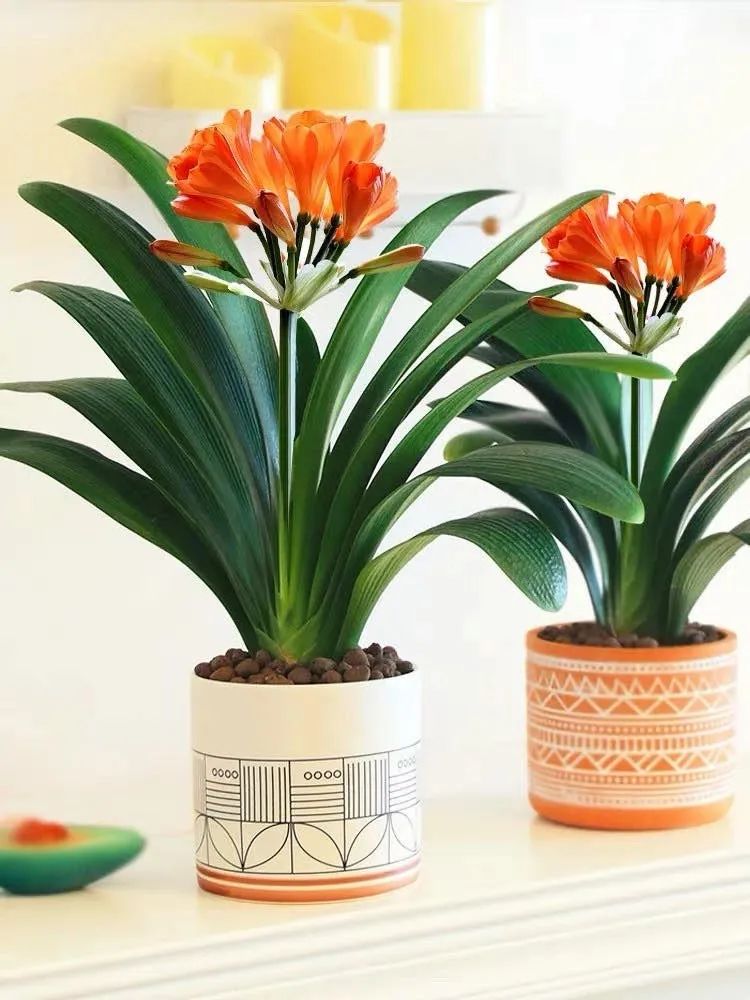 家里养什么花对睡眠最好,家里养什么花好对健康好一点