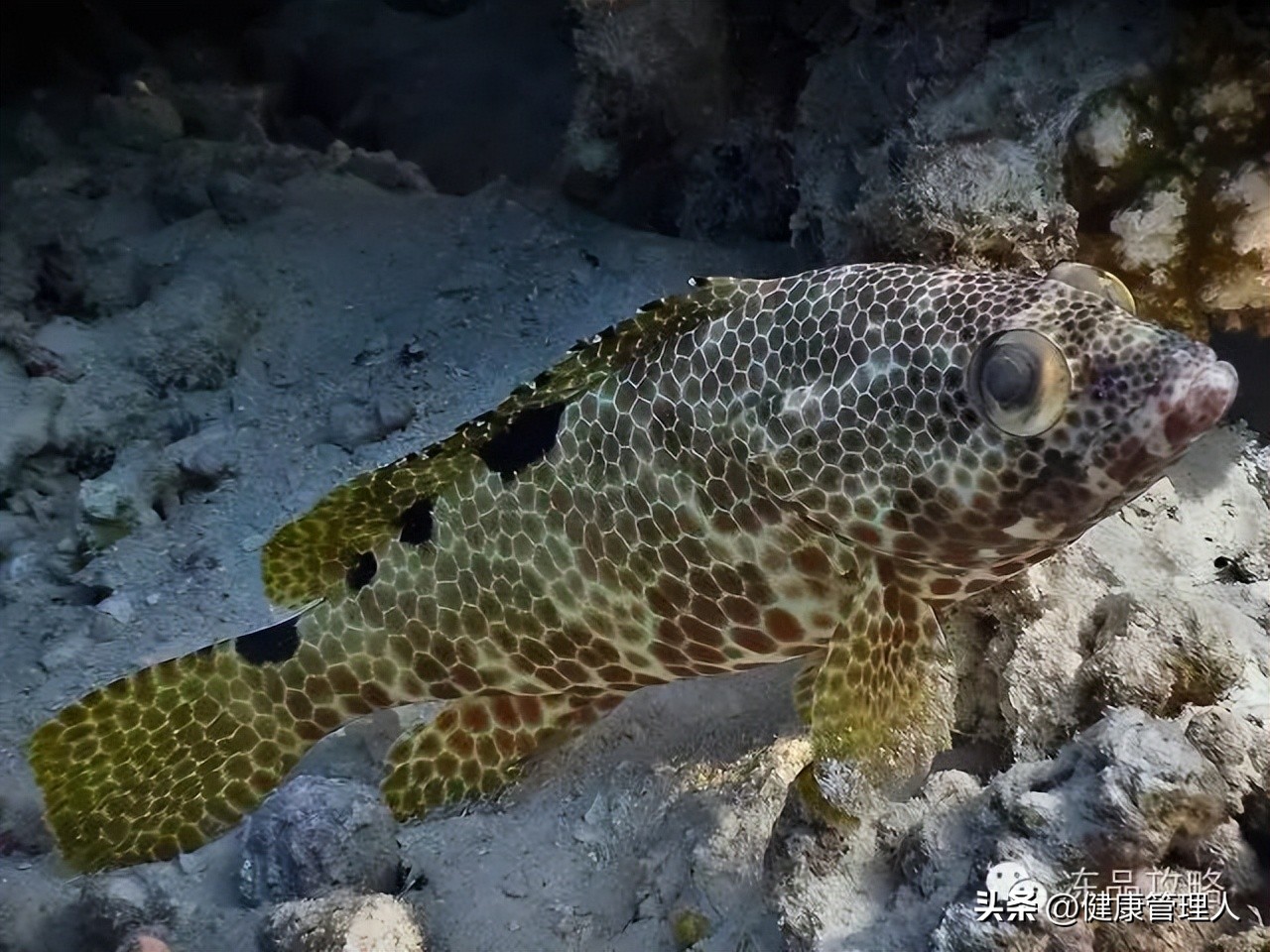 美容护肤食疗方案,美容护肤养生介绍