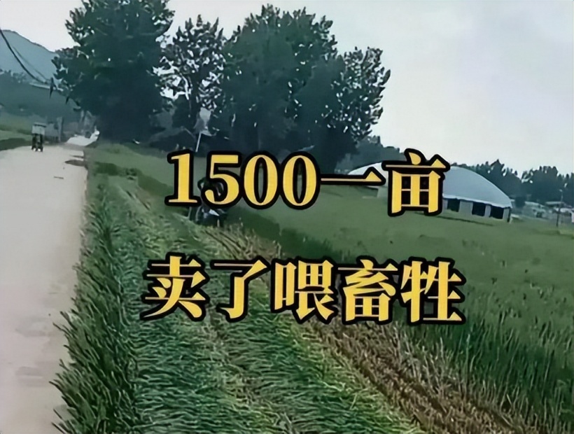 青麦当饲料？官方通报来了，但这背后的逻辑怎样才合理合法？