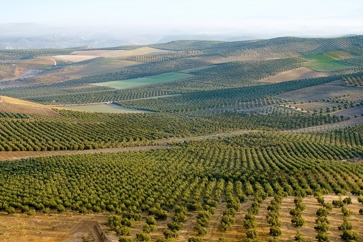 西班牙产出优质的橄榄的地理条件,橄榄种植历史