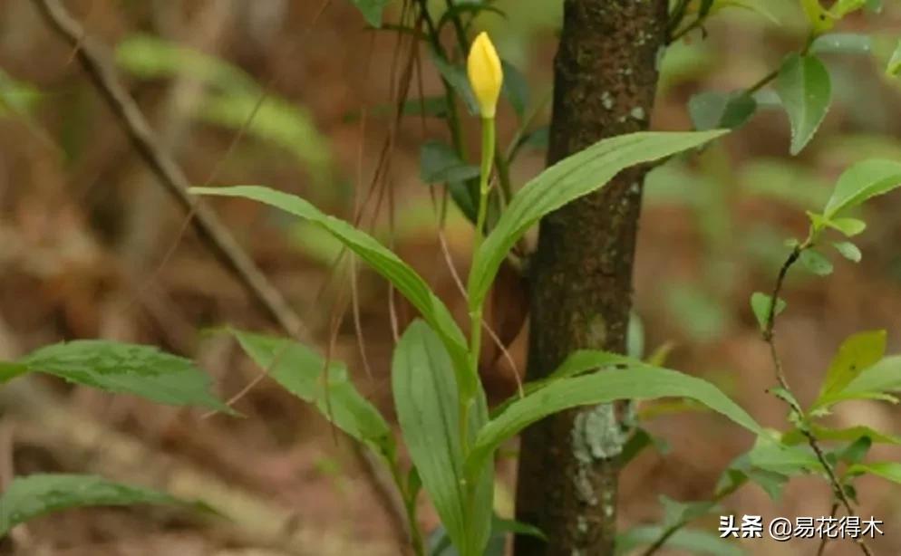 十大野生名贵兰花虎头兰,名贵兰花常见品种介绍图片