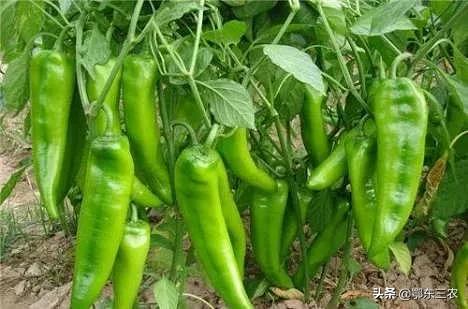 辣椒三落指的是什么,辣椒三落是什么