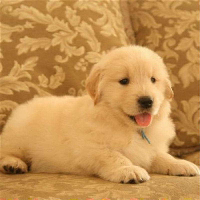 金毛价格多少钱一只,金毛价格一般多少