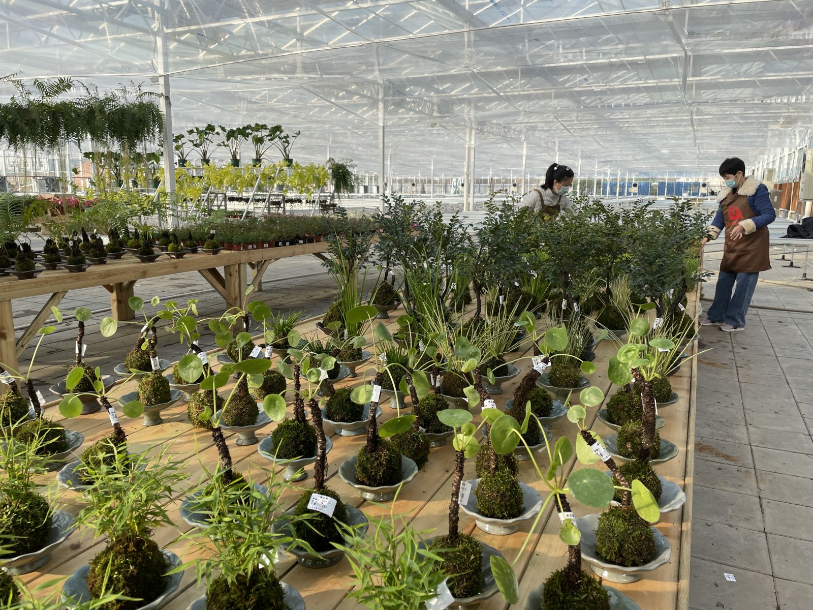 填补本土花园中心空白，济南园艺“宜家”落地