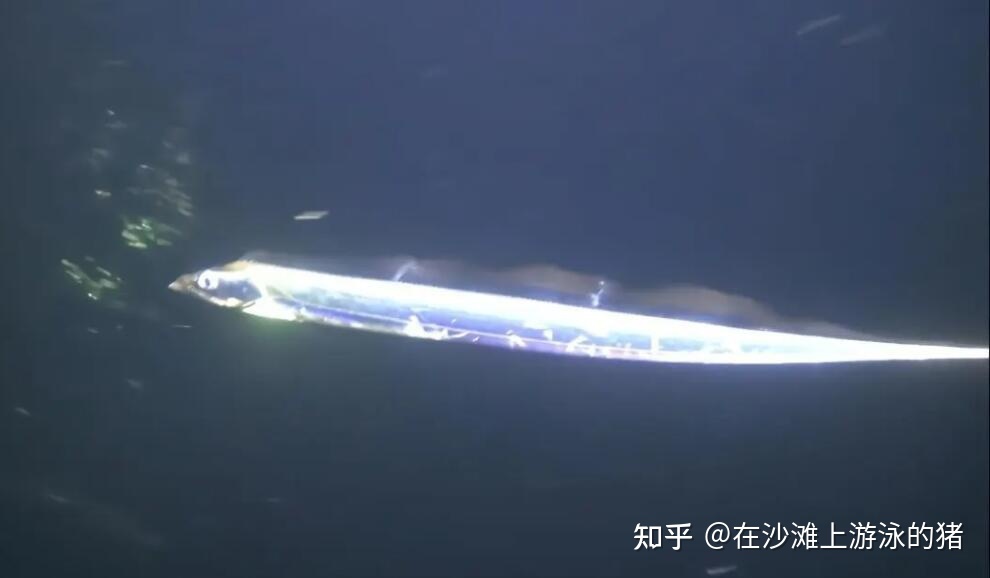 舟山海鲜带鱼几月最便宜,舟山带鱼真正的舟山带鱼