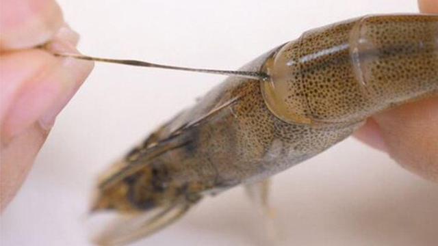 虾头里面黄色的能吃吗,虾头里面是黄的还是屎