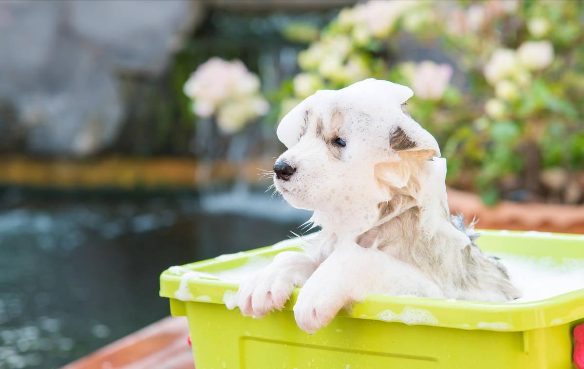 狗狗洗澡注意事项和禁忌,养狗讲究多8大禁忌绝不能犯