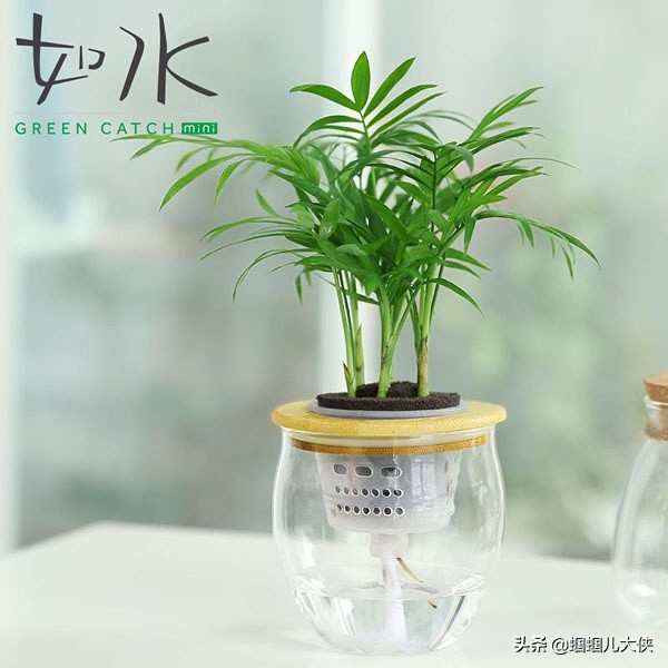 公认最好养的水培绿植,适合懒人养的水培绿植