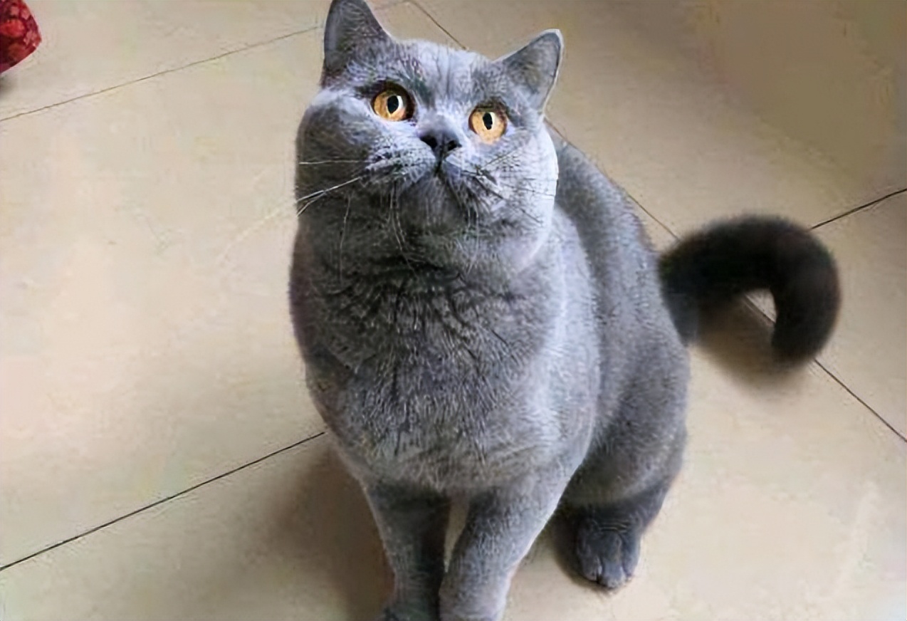 为什么说蓝猫贵贱不要,为什么说蓝猫好养