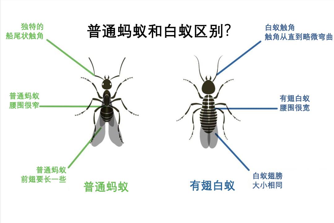 令人头皮发麻,那些令人头皮发麻的虫子