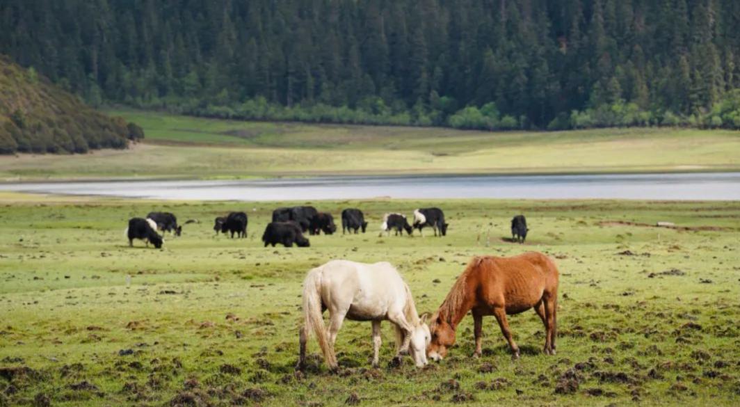尼汝秘境,香格里拉尼汝村徒步环线图
