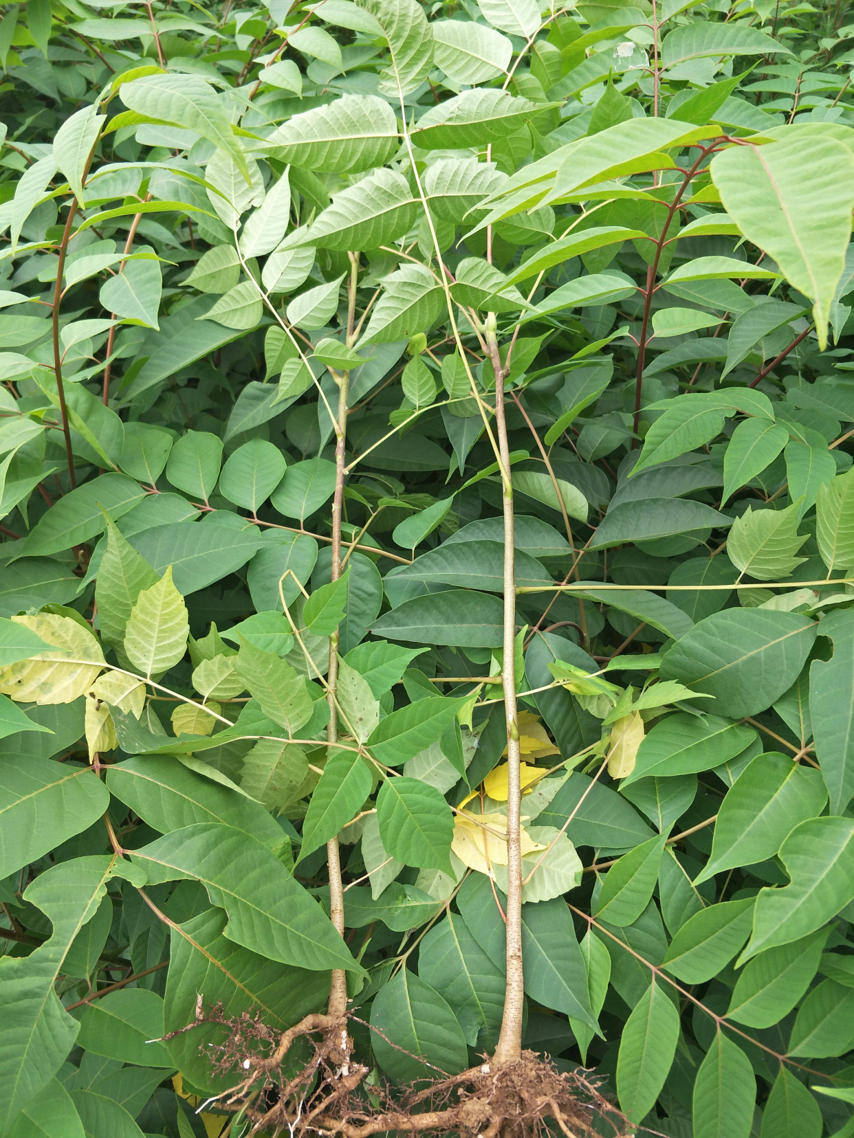 常见有毒花千万别碰,世上有毒的花和植物