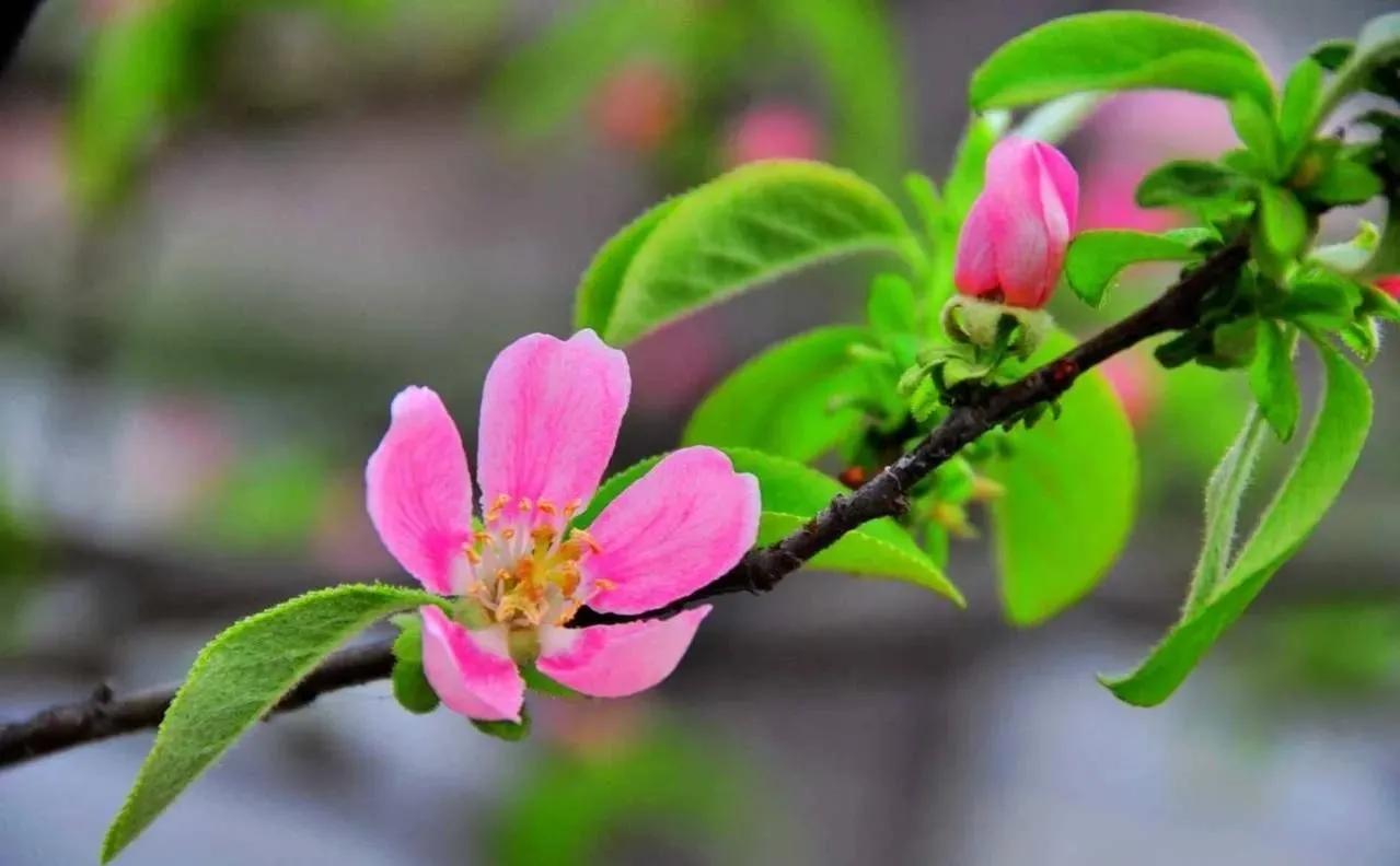 春夏之交，越来越多的花含苞欲放，这一百种娇媚蓓蕾真是美不胜收