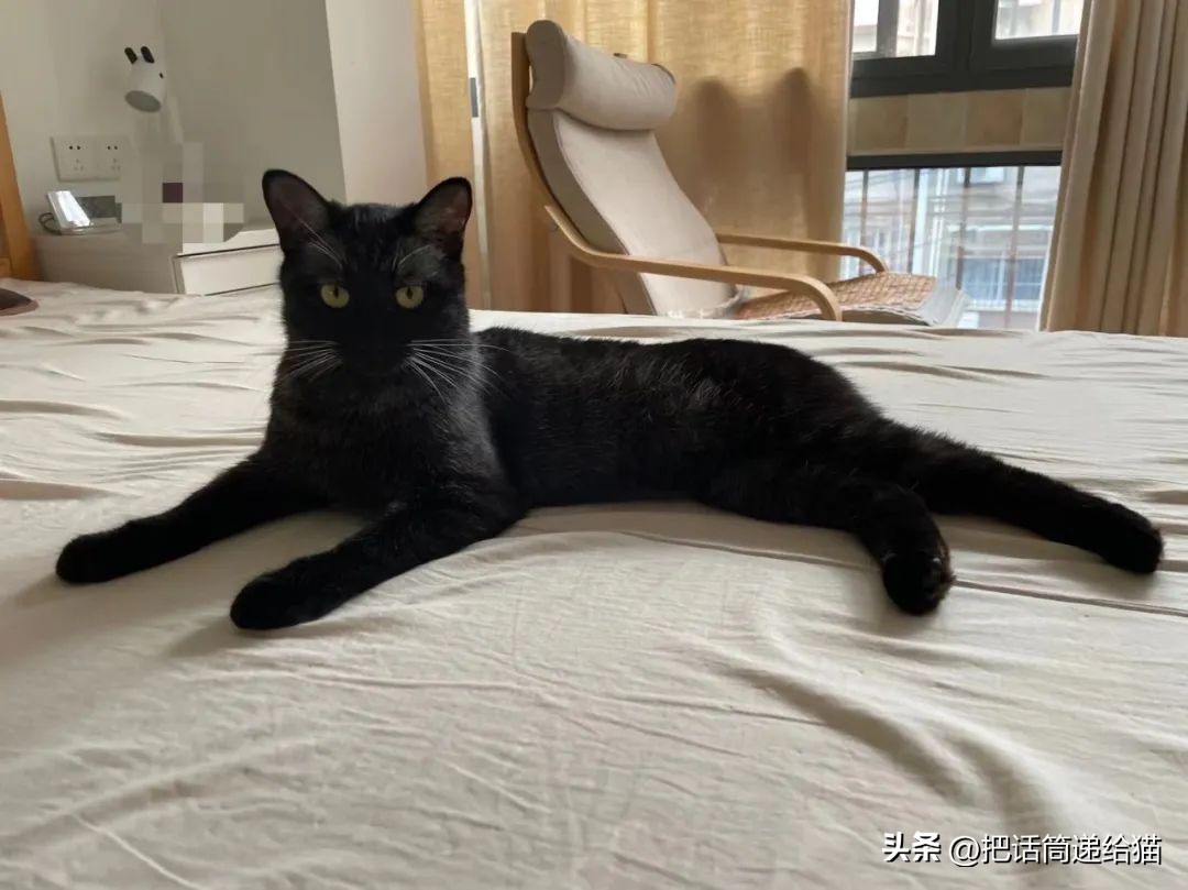 为什么猫咪养着养着就瘦了,猫咪为什么养着养着就发黄了