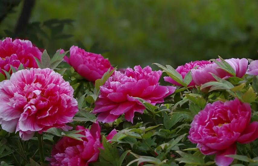 郑州到太行山一号公路自驾路线图,郑州周边自驾免费看红叶最佳路线