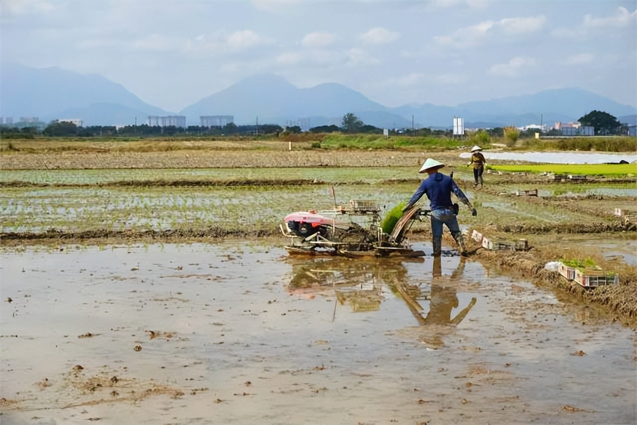 汕尾市农业水稻种植,汕尾水稻种植