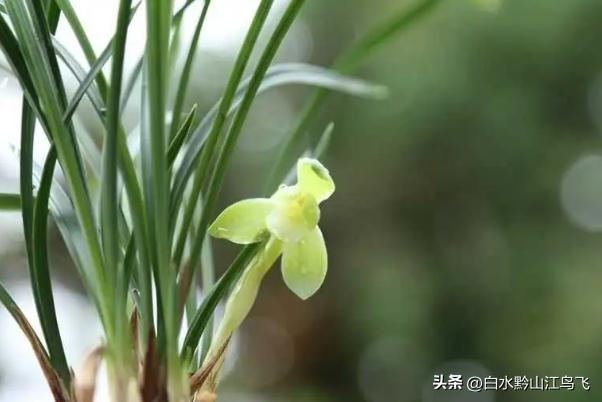 春剑和剑兰哪个品种比较贵一点,春剑和剑兰有哪些区别