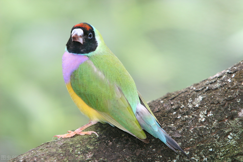 最美罕见的小鸟,全世界最罕见的小鸟