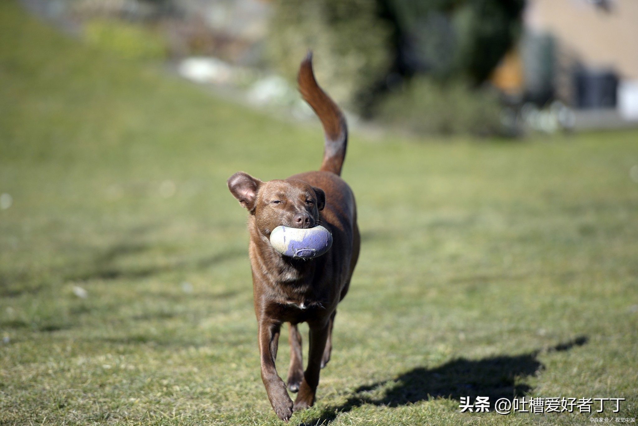 小型宠物狗品种大全,白色宠物狗小型品种