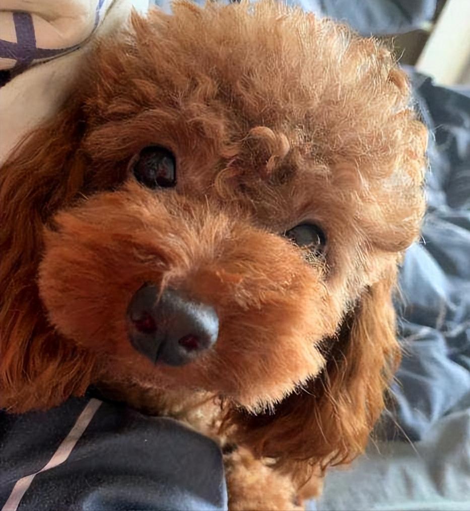 新手养狗适合养什么,建议穷人养的10种便宜狗