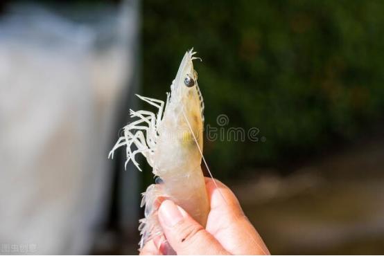 买虾不抓虾的方法,买虾的正确方法和注意事项