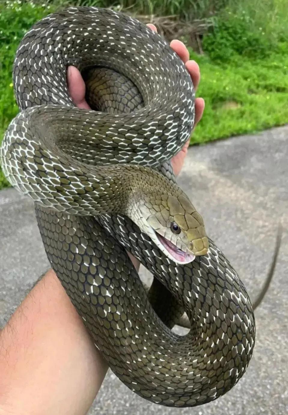 大王蛇属于小型蛇还是大型蛇,大王蛇为什么各种蛇都怕