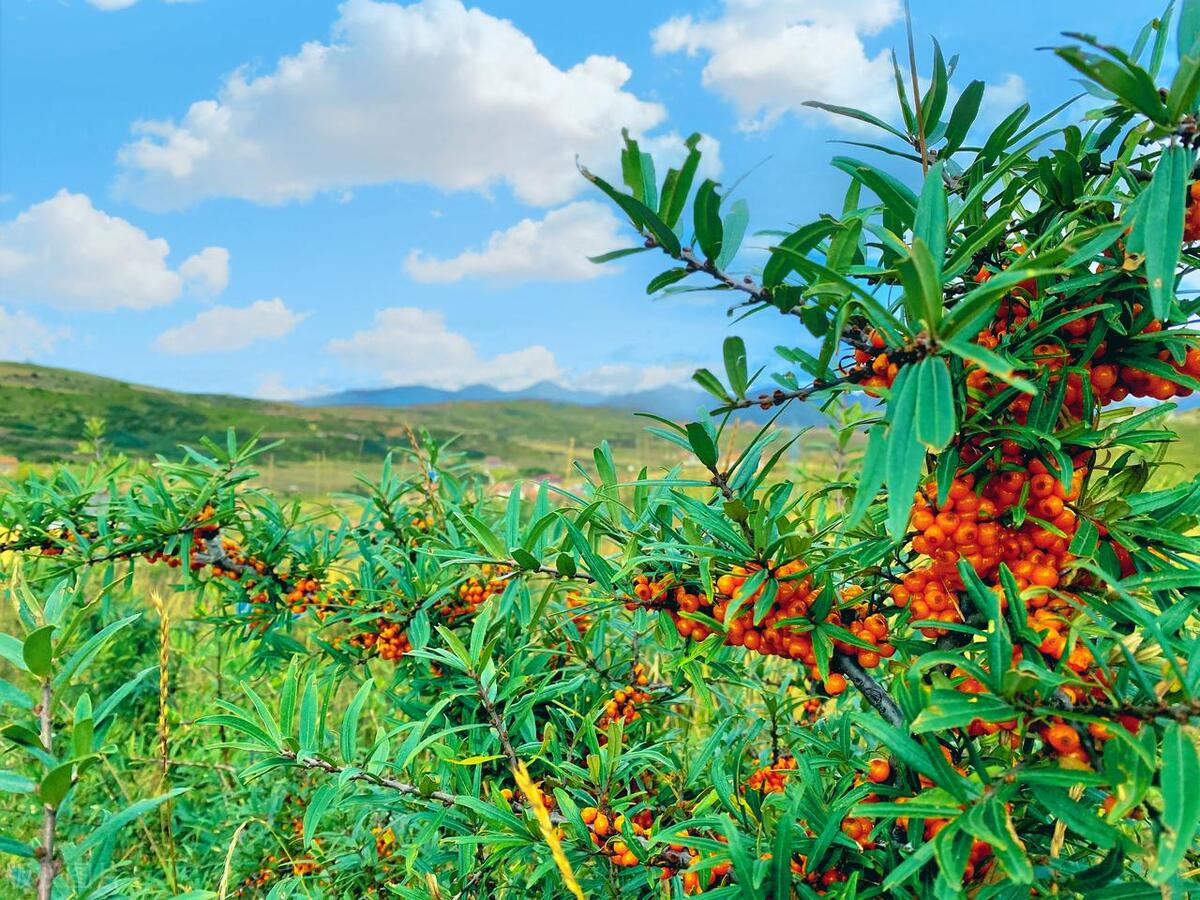 沙棘被评为沙漠黄金,沙棘称为液体黄金吗