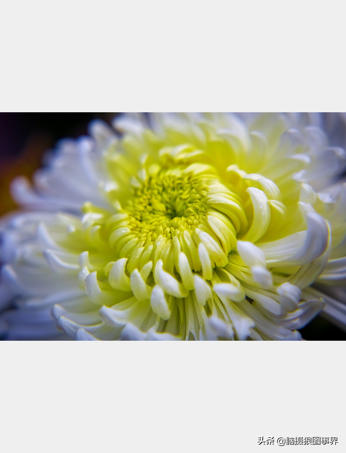 如何拍摄菊花更有意境,怎样拍菊花拍出高级感照片