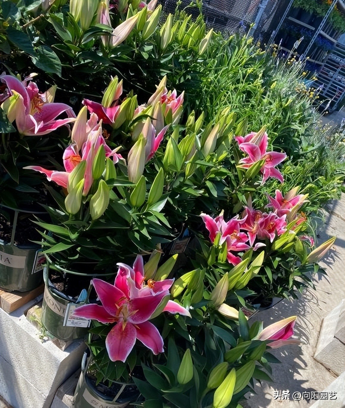 盆栽的百合花怎么养才多开花,庭院种百合花应注意些什么