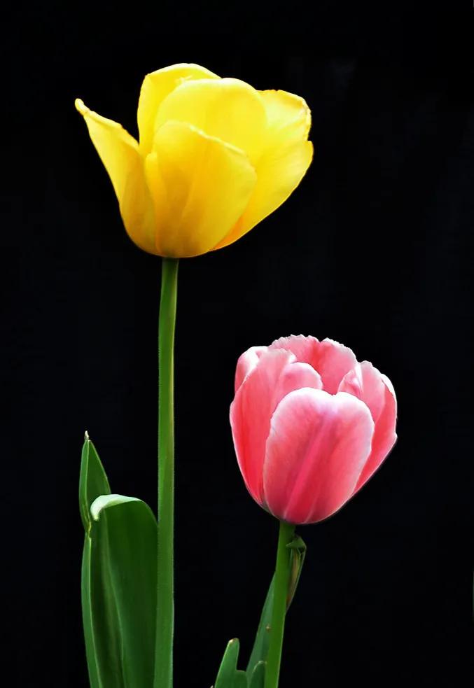 郁金香欣赏,郁金香图片大全大图欣赏