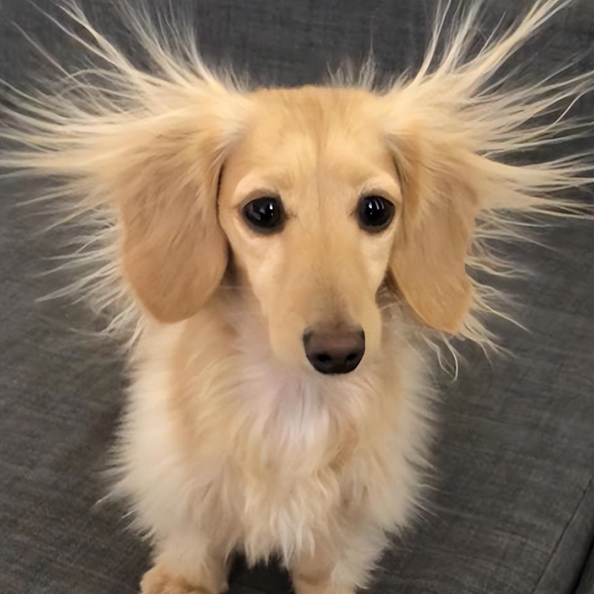 这招，让你家毛孩冬天出街也能回头率100%