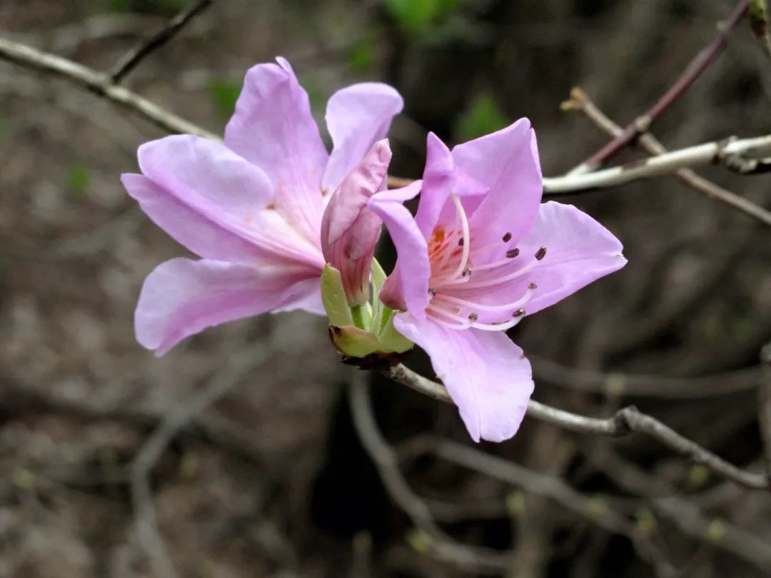 四明山华顶杜鹃,浙东华顶杜鹃群落