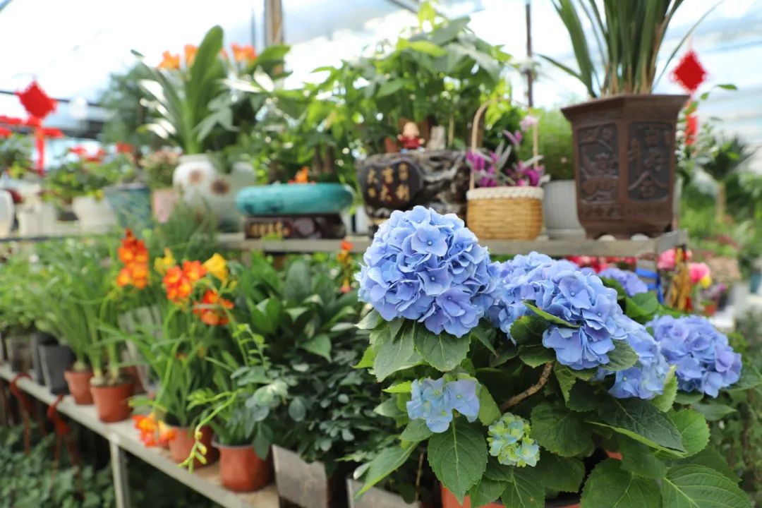 河南坠子巧媳妇,沁阳花仙子