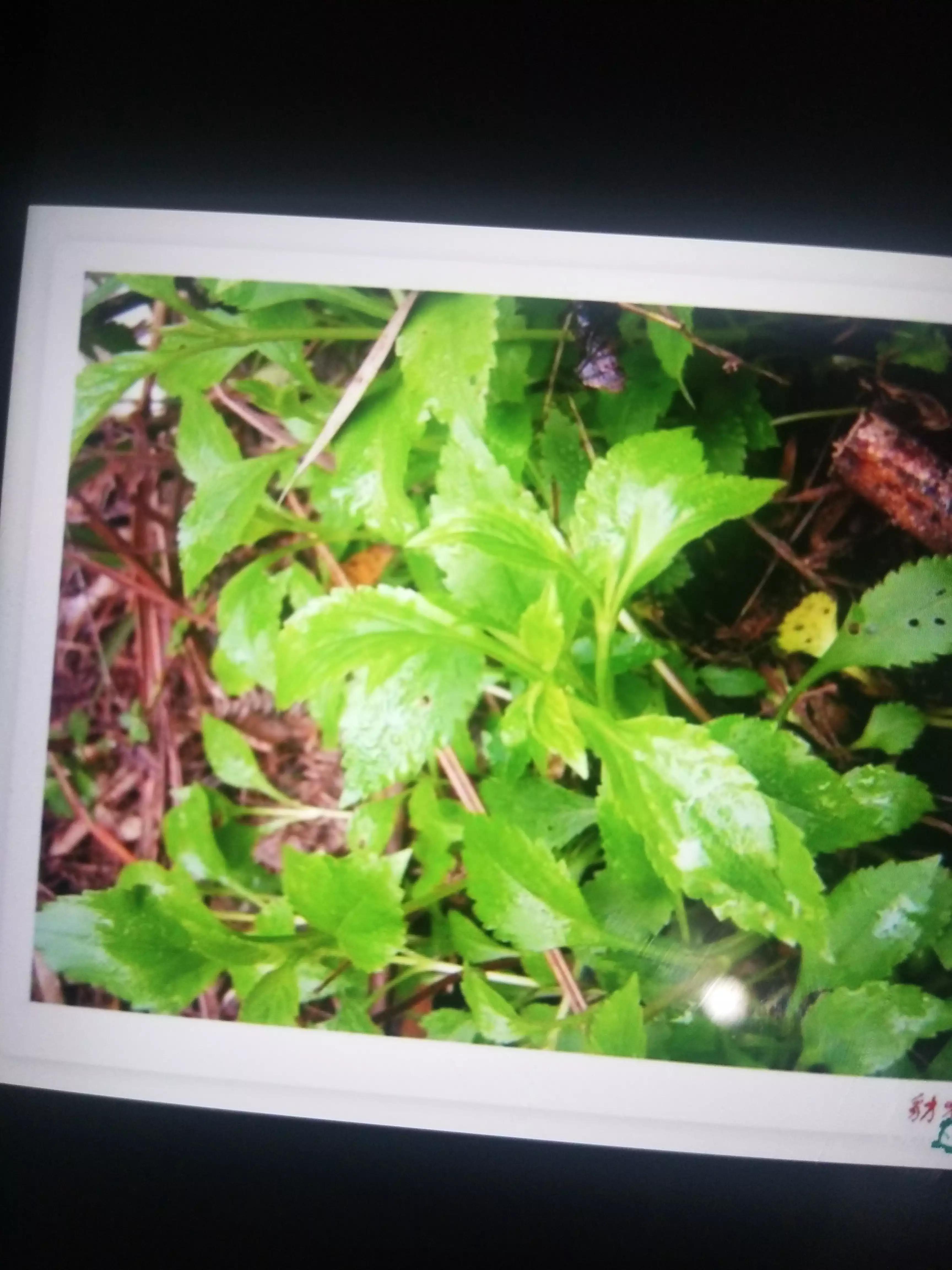 广西人的童年野果,广西人的童年有多快乐