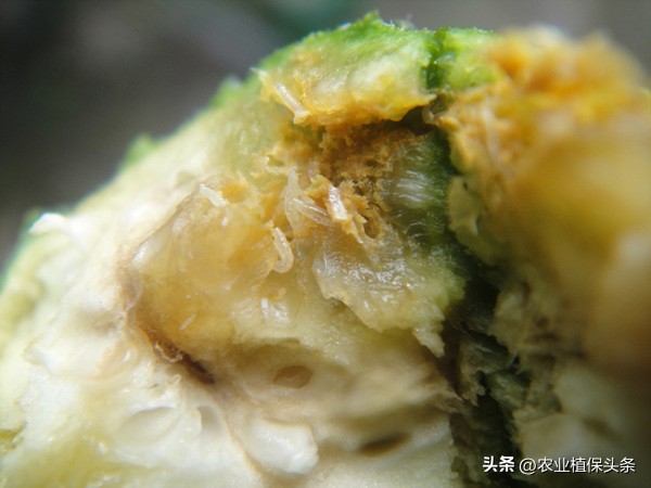昆虫的习性与行为与害虫防治,害虫防治与昆虫分类