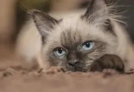 暹字怎么读,暹罗猫介绍拼音