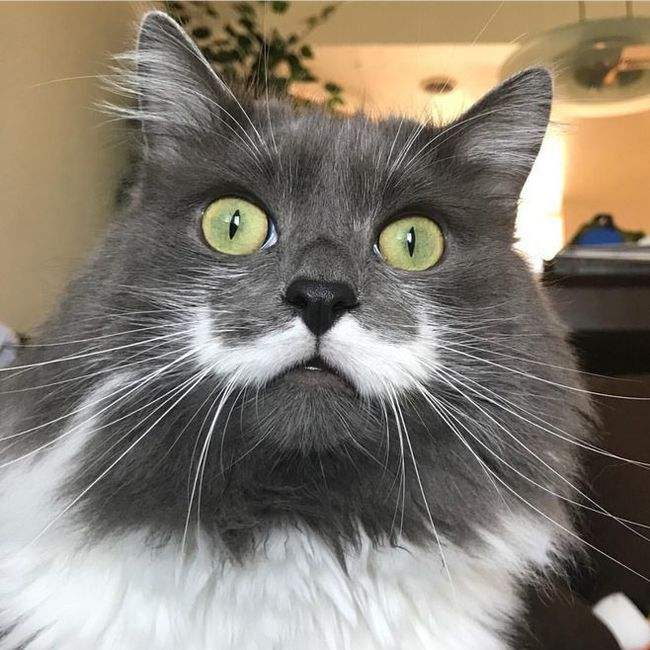 猫咪胡须不小心烧了问题大吗,原来猫咪的胡须有这么多的功能