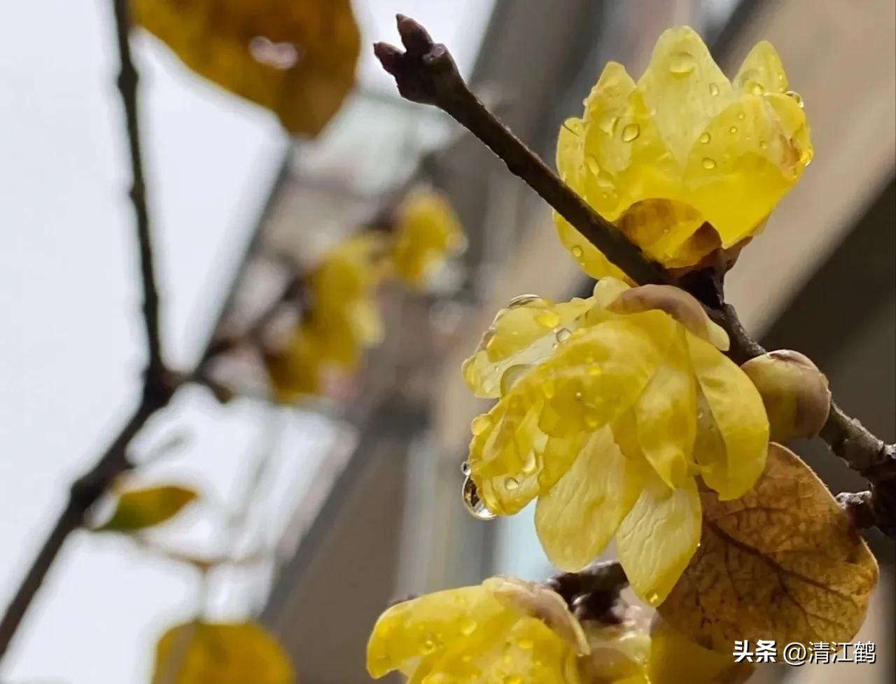 蜡梅夏季管理,秋季腊梅管理