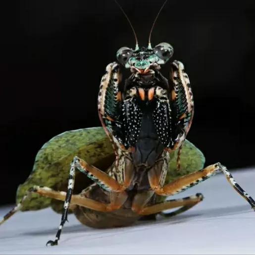 螳螂吃掉自己丈夫的头,螳螂为什么吃掉配偶螳螂吃蛇