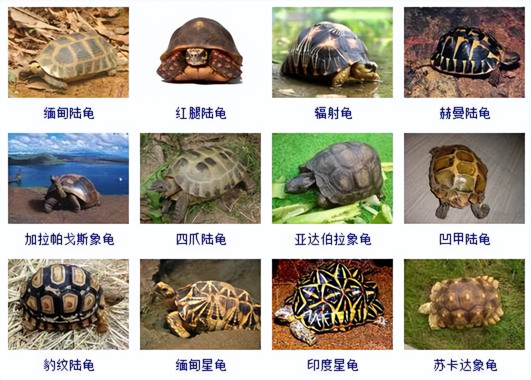 观赏龟品种大全及图片,观赏龟的种类和介绍大全