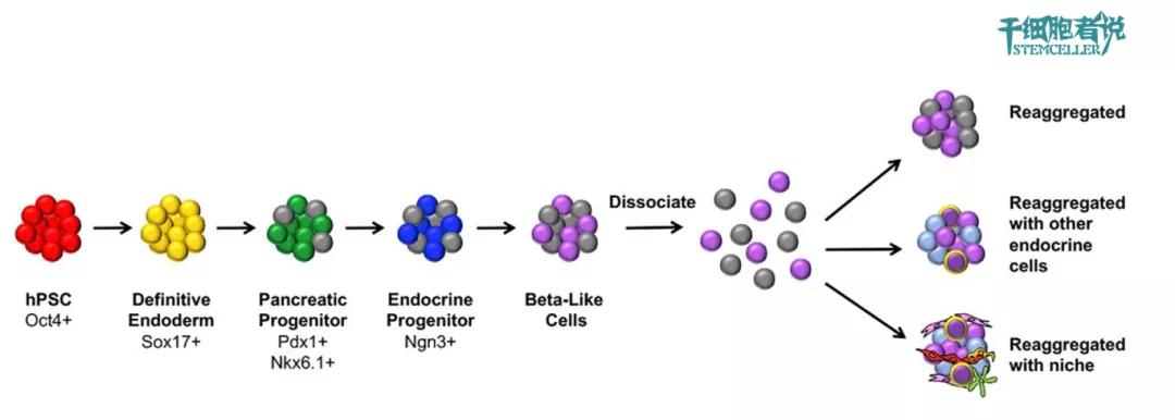 北京协和干细胞治疗糖尿病多少钱,干细胞疗法治疗糖尿病的新进展