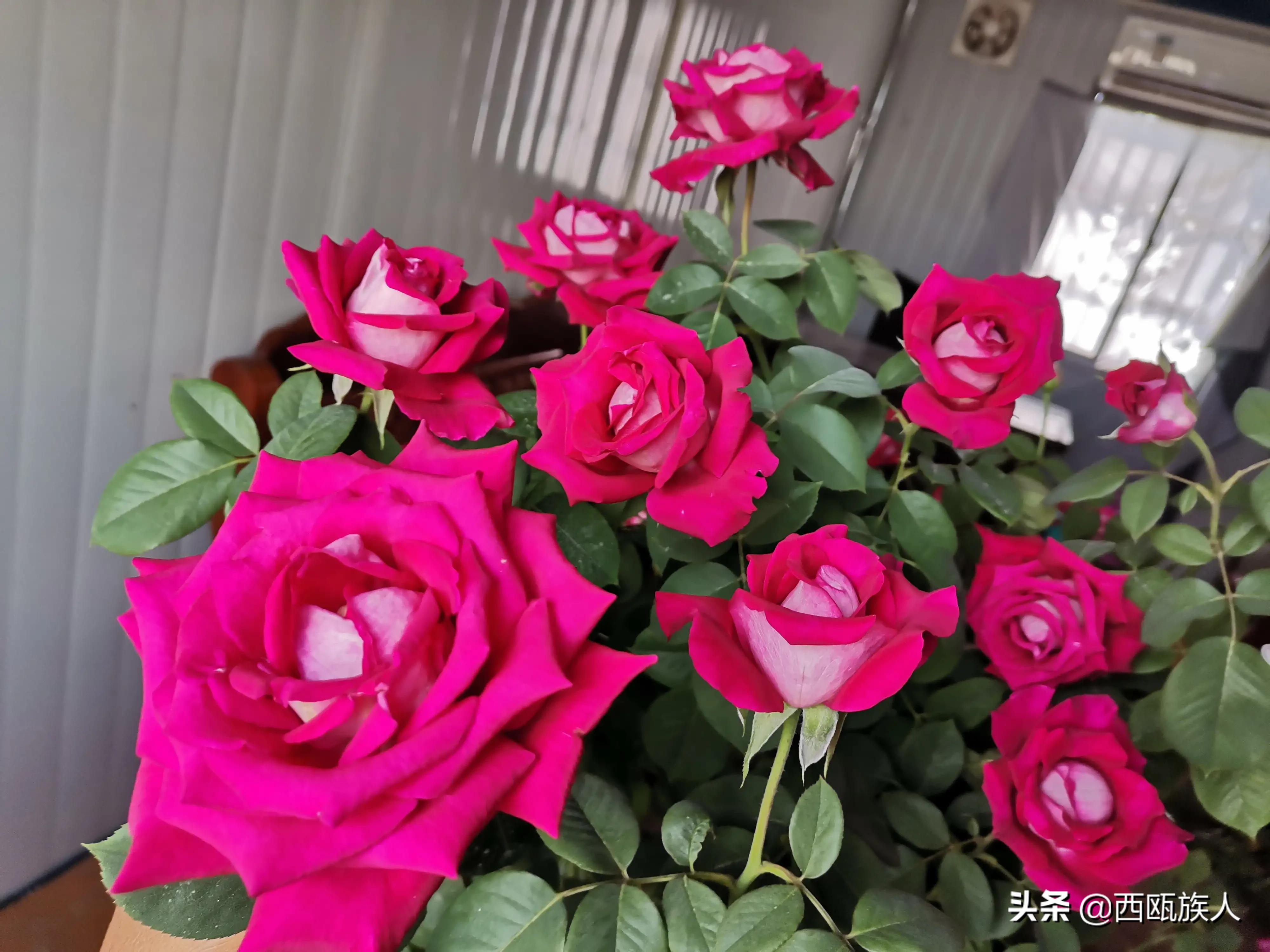 月季花最佳观赏时间,月季花鲜切花养护方法